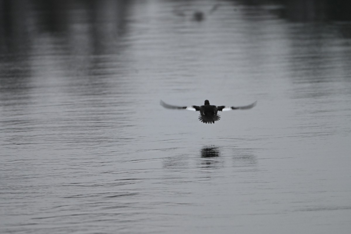 Common Goldeneye - ML646528375