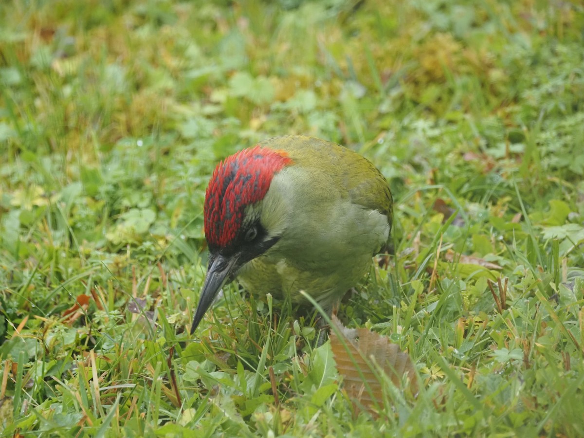 žluna zelená - ML646528376