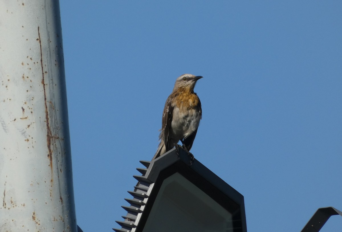 Tropical Mockingbird - ML646528382