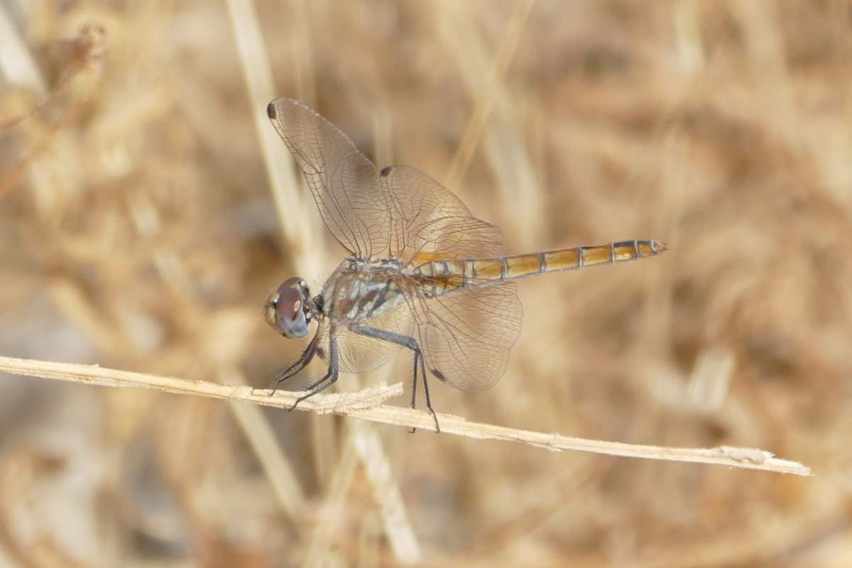 Violet Dropwing - ML646528384