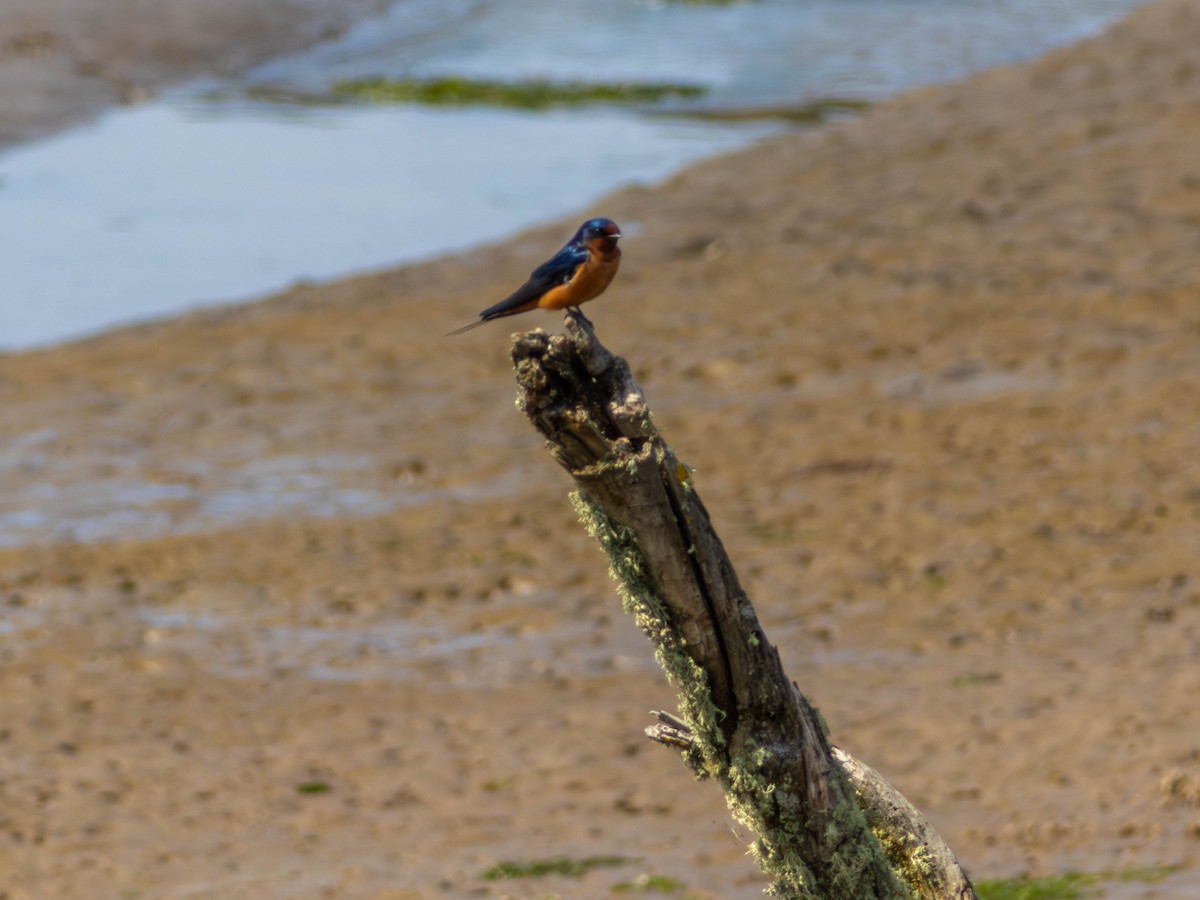 家燕 - ML646528385