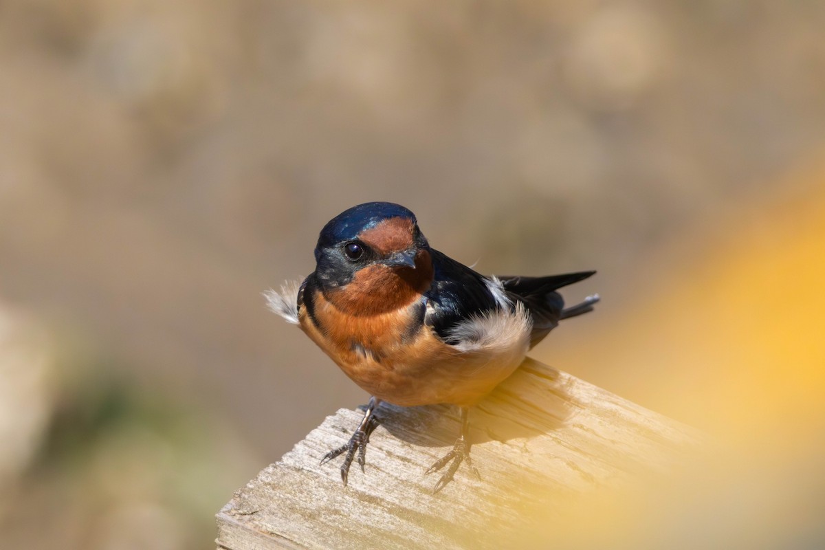 家燕 - ML646528386