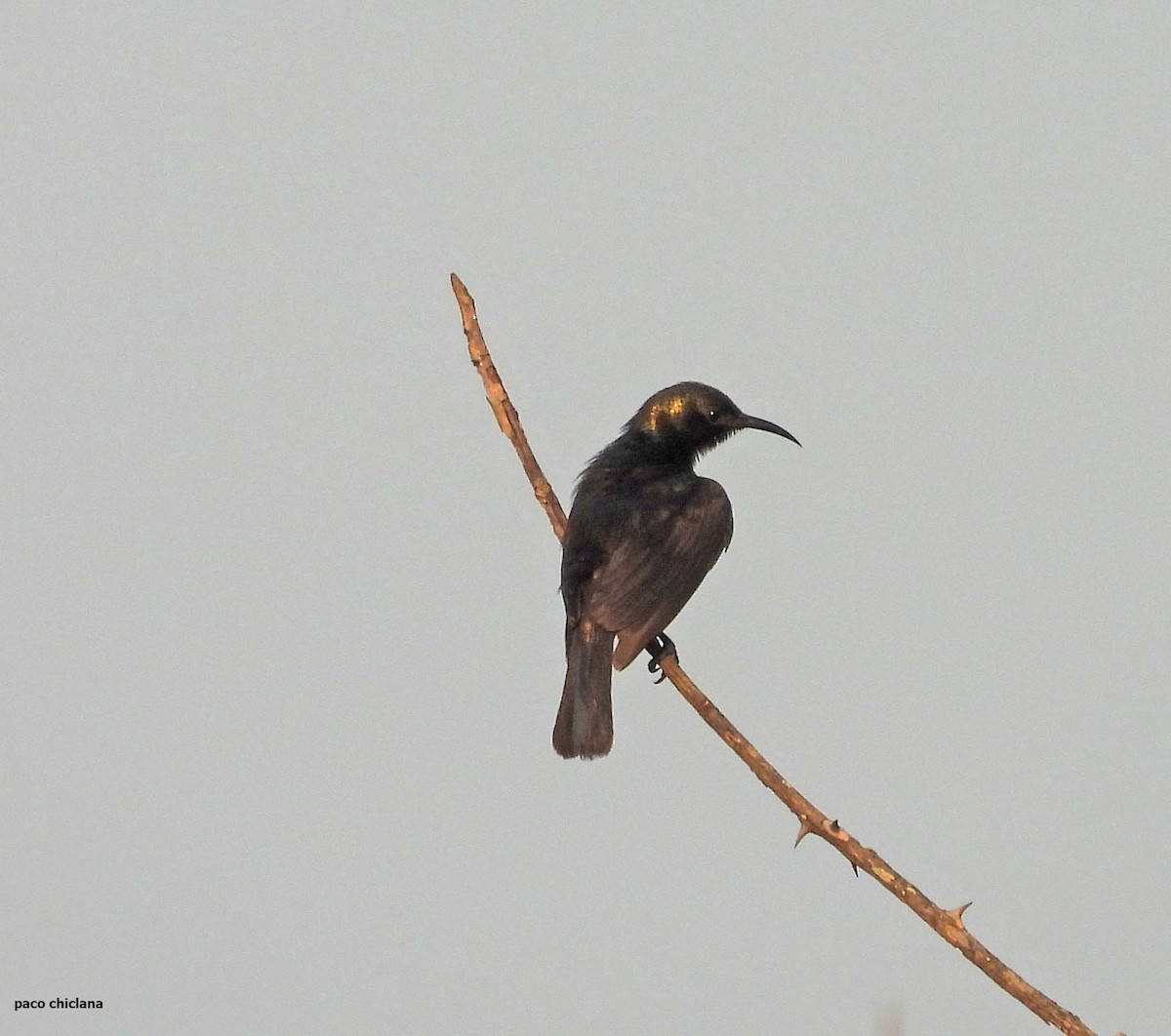 Copper Sunbird - ML646528387