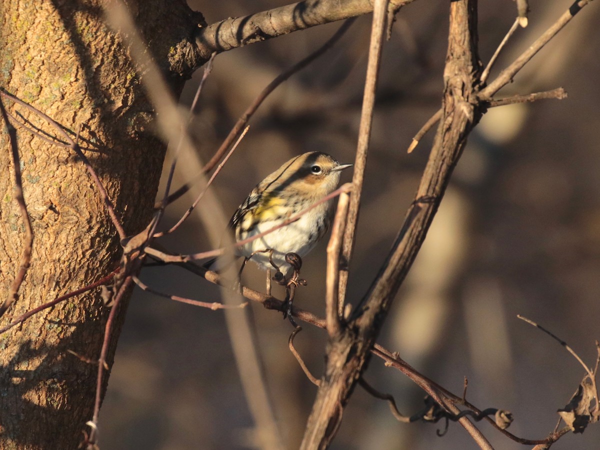 Пісняр-лісовик жовтогузий (підвид coronata) - ML646528388