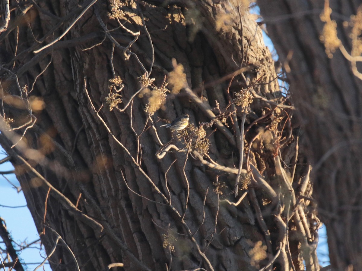 Пісняр-лісовик жовтогузий (підвид coronata) - ML646528389