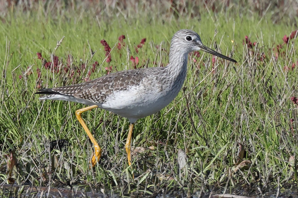 Greater Yellowlegs - ML646528390
