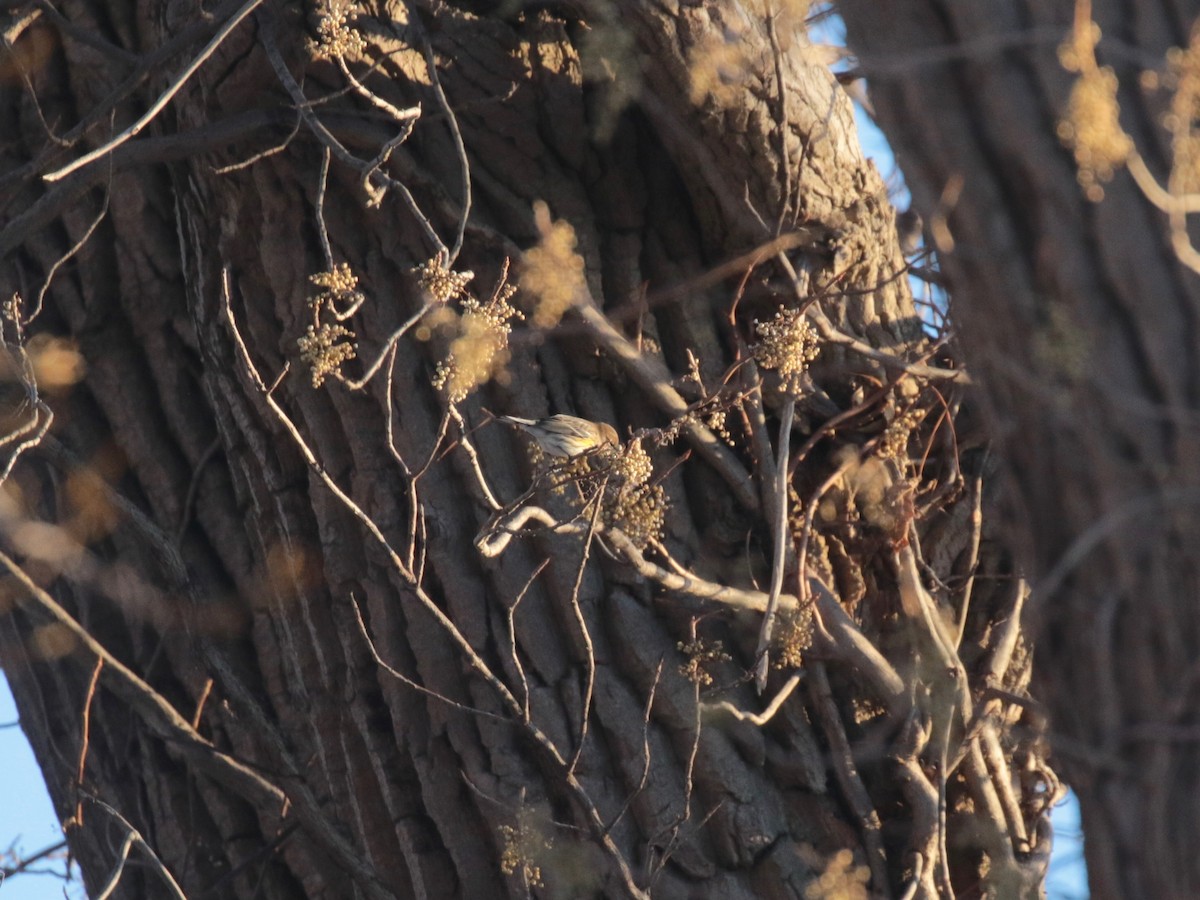 Пісняр-лісовик жовтогузий (підвид coronata) - ML646528391