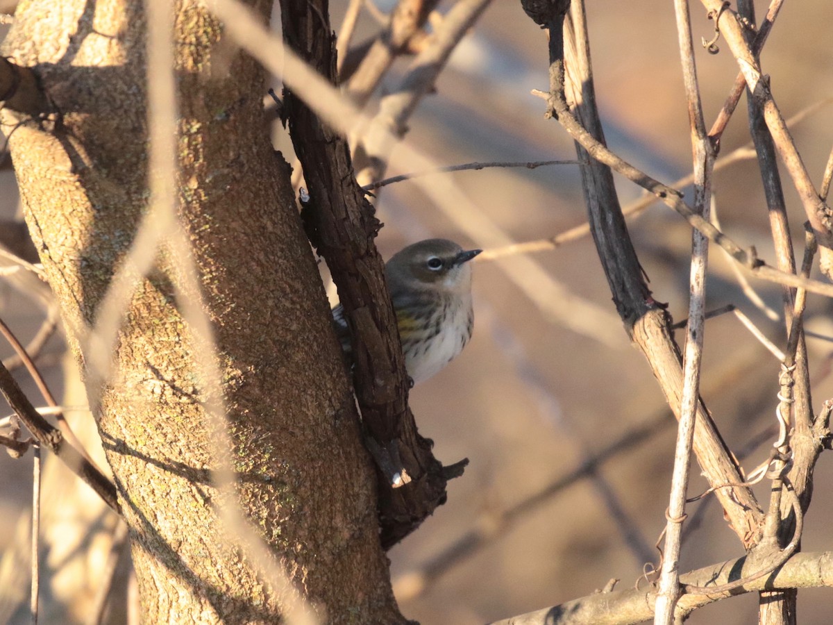Пісняр-лісовик жовтогузий (підвид coronata) - ML646528392