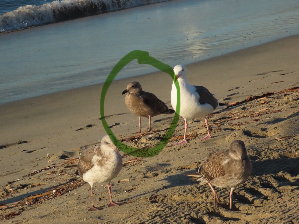 Larus sp. - ML646528397