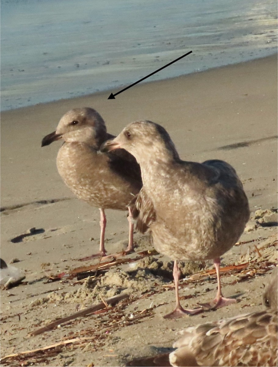 Larus sp. - ML646528398
