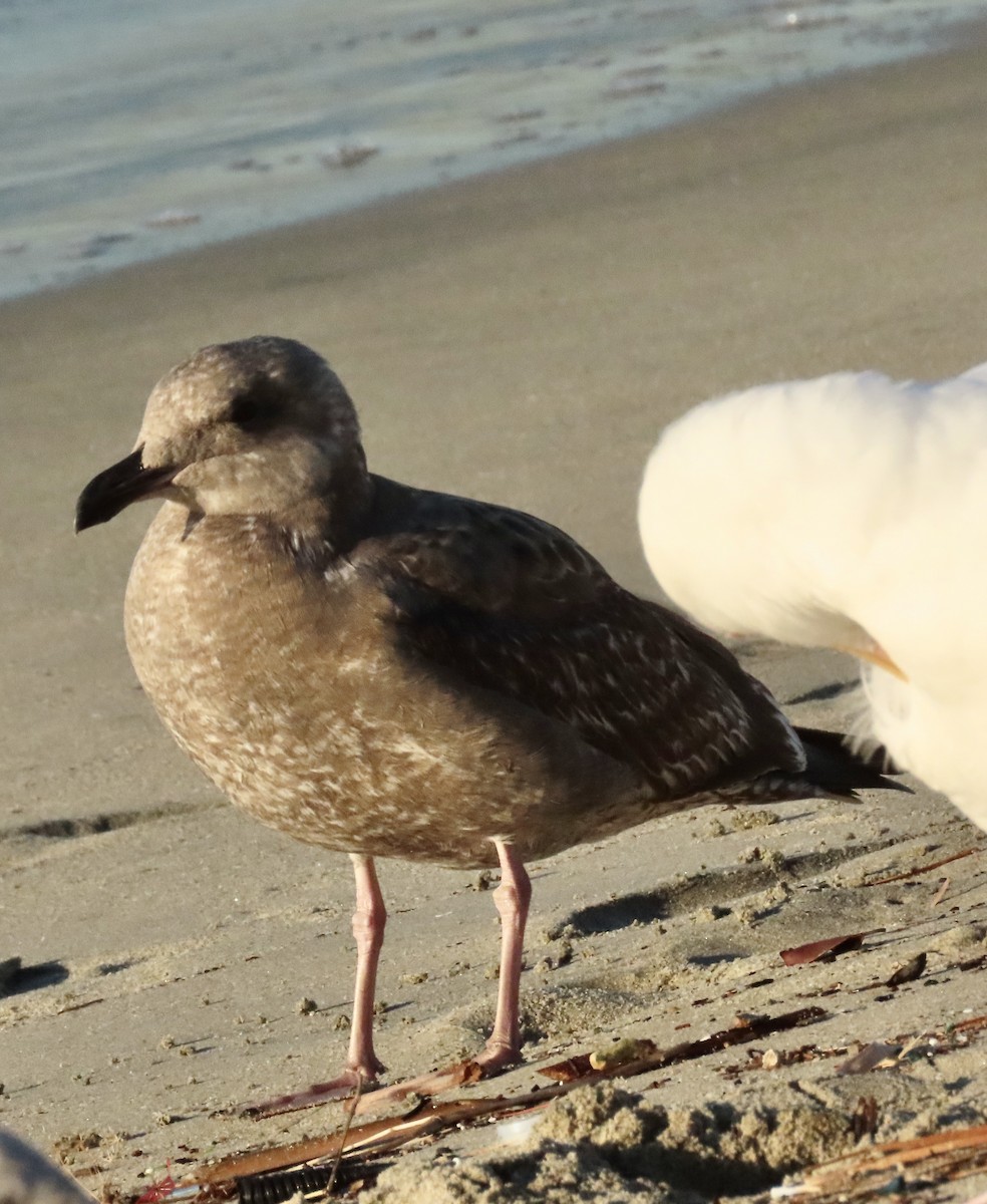 Larus sp. - ML646528399
