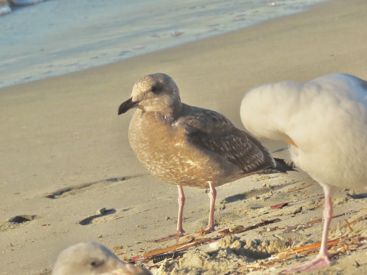 Larus sp. - ML646528400