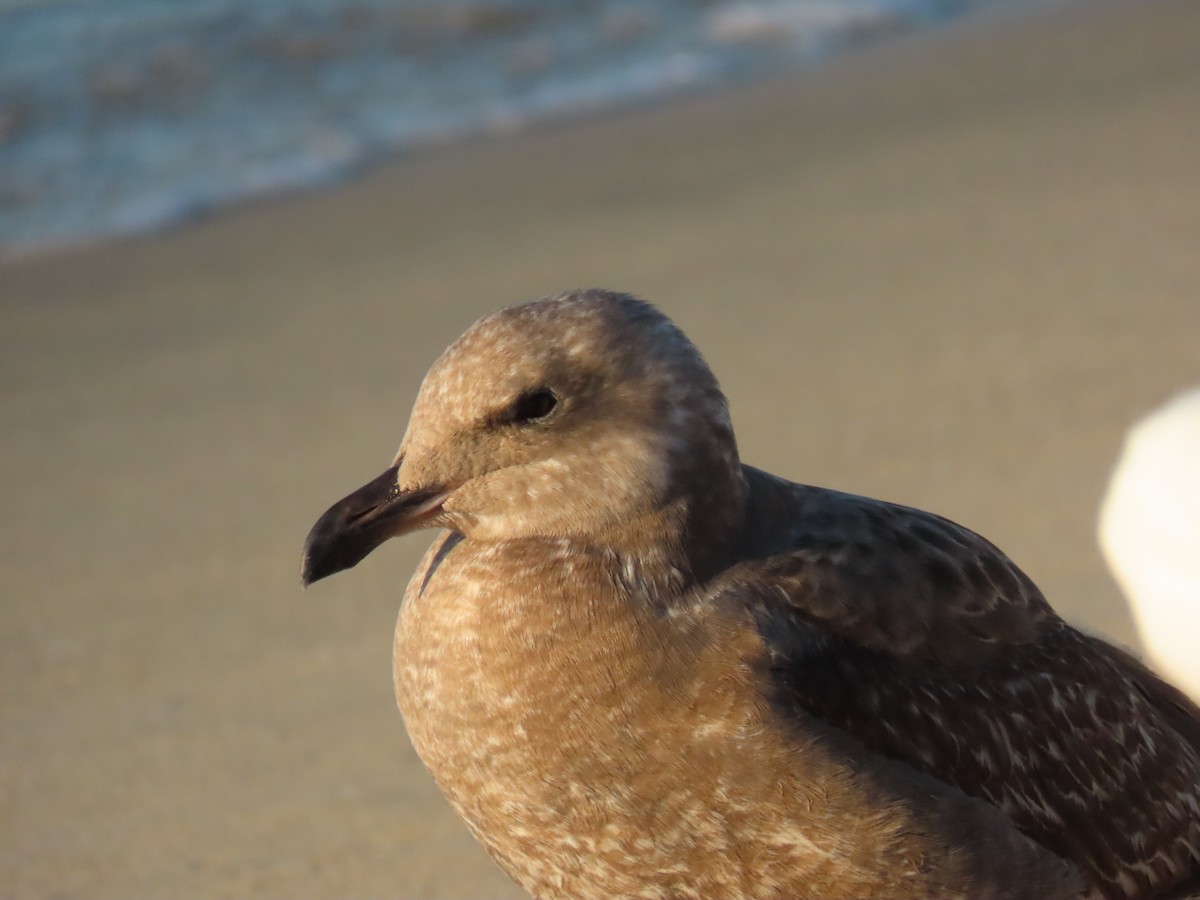 Larus sp. - ML646528401