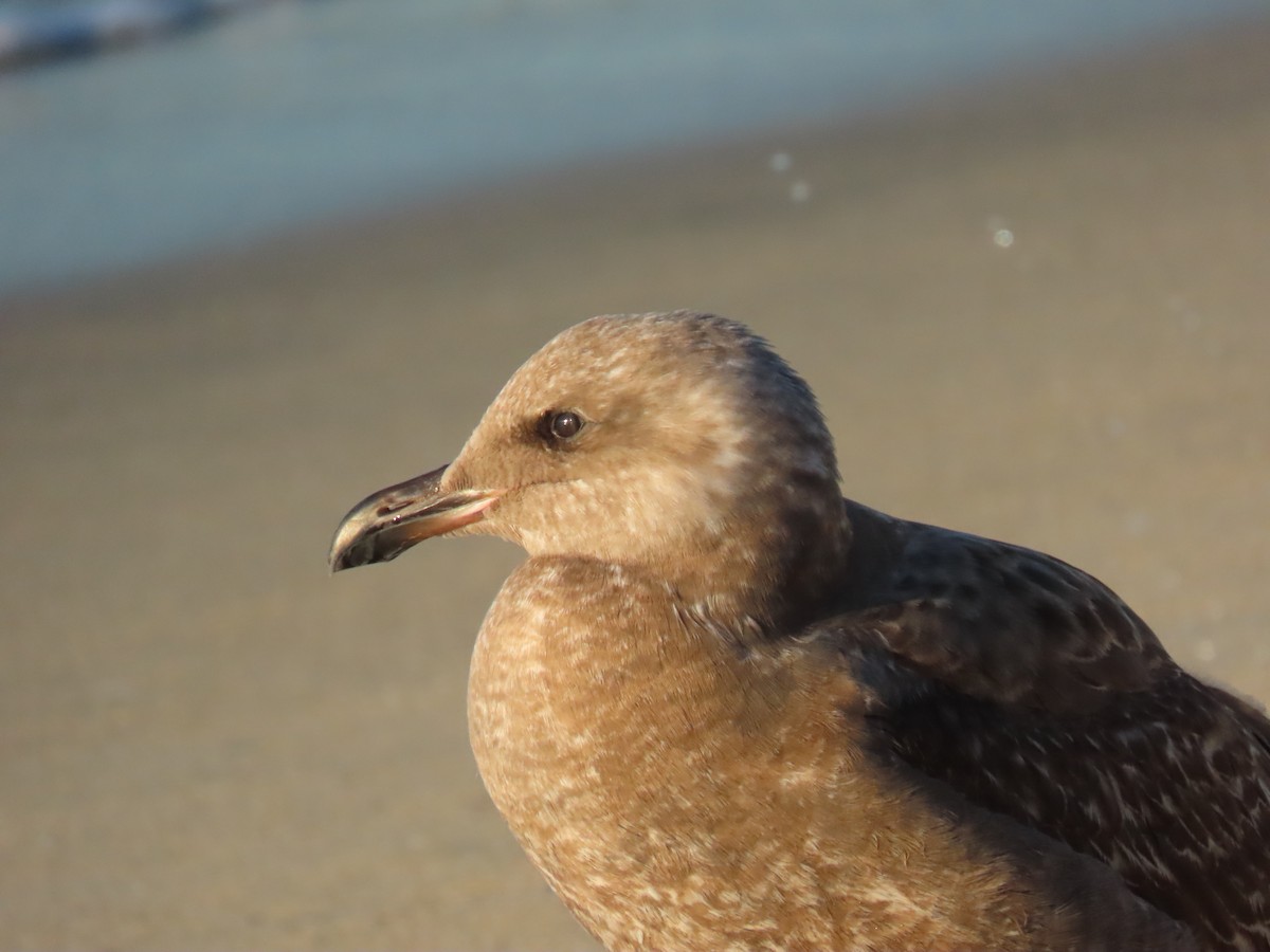 Larus sp. - ML646528402