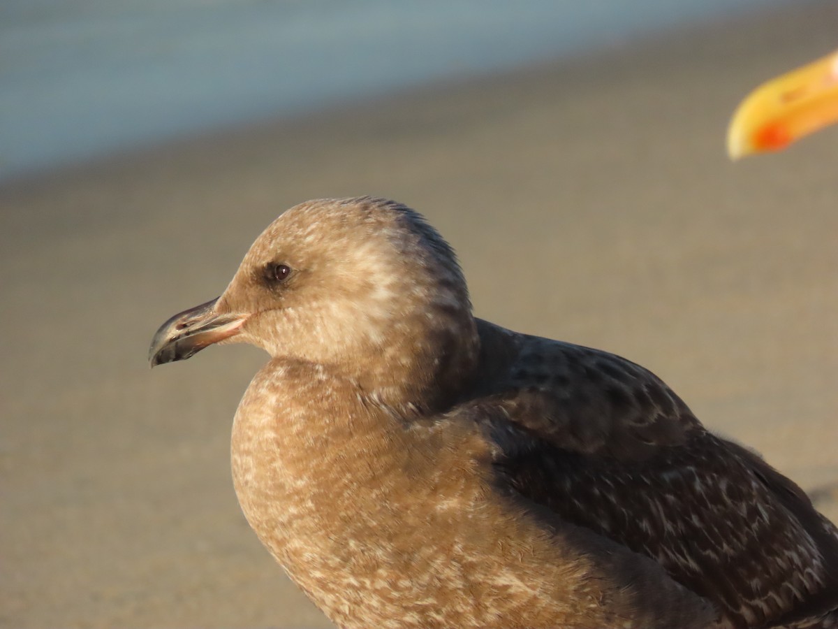 Larus sp. - ML646528403