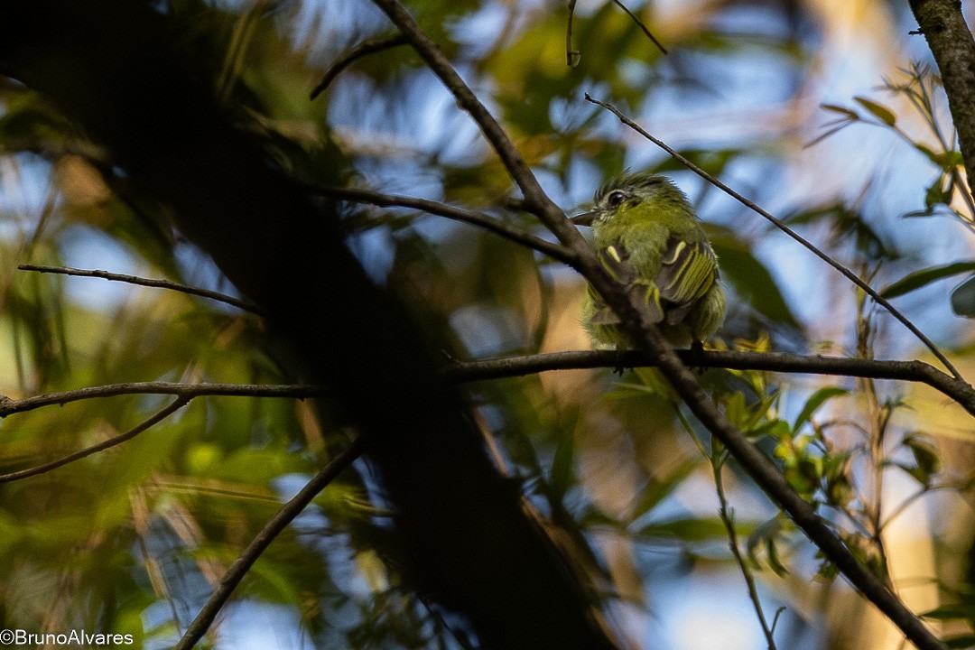 Yellow-olive Flatbill - ML646528405