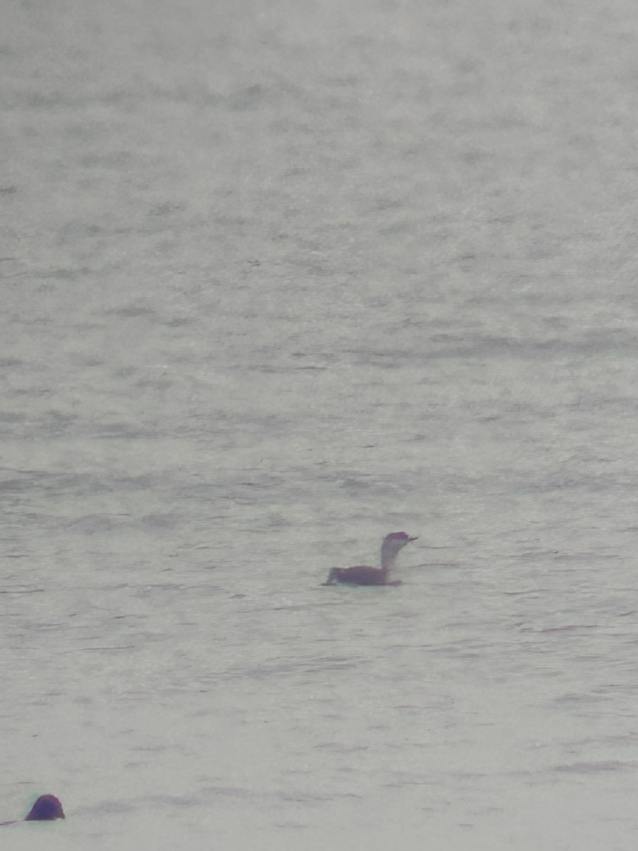 アビ - ML646528406