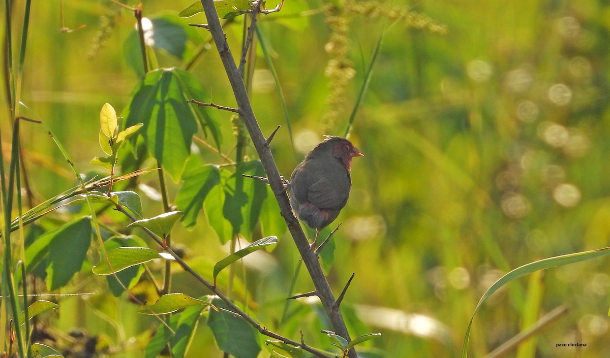 Bar-breasted Firefinch - ML646528407