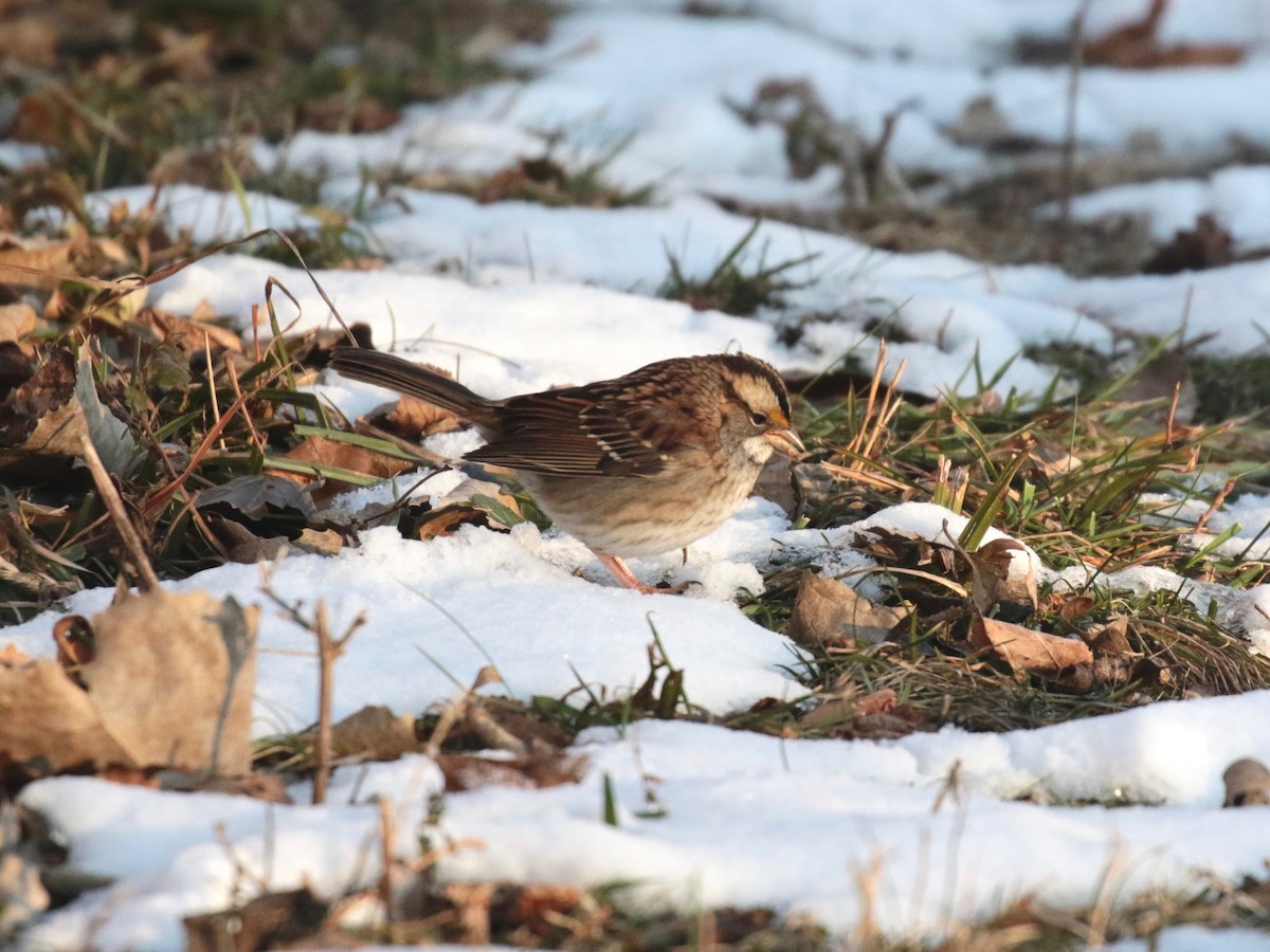 White-throated Sparrow - ML646528408