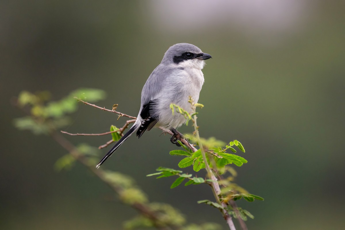 アメリカオオモズ - ML646528409