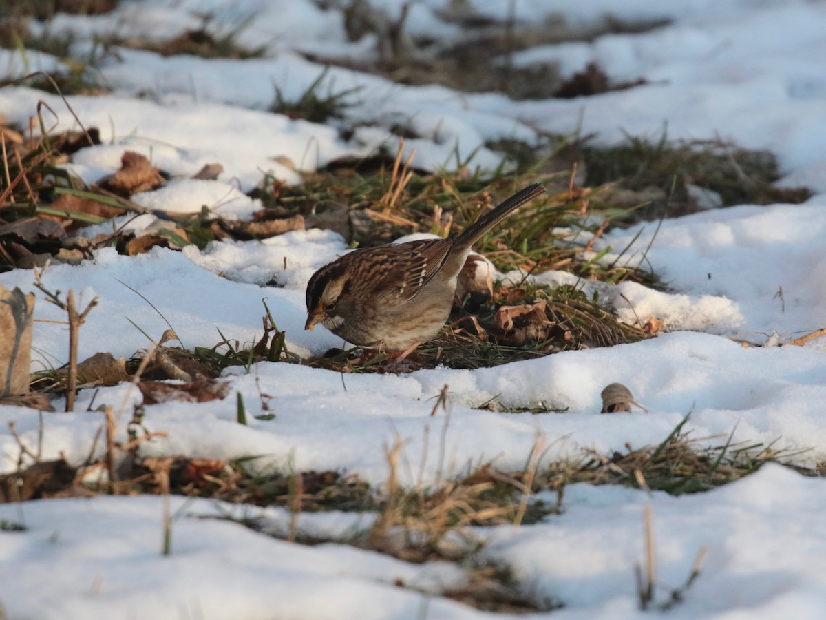 White-throated Sparrow - ML646528411