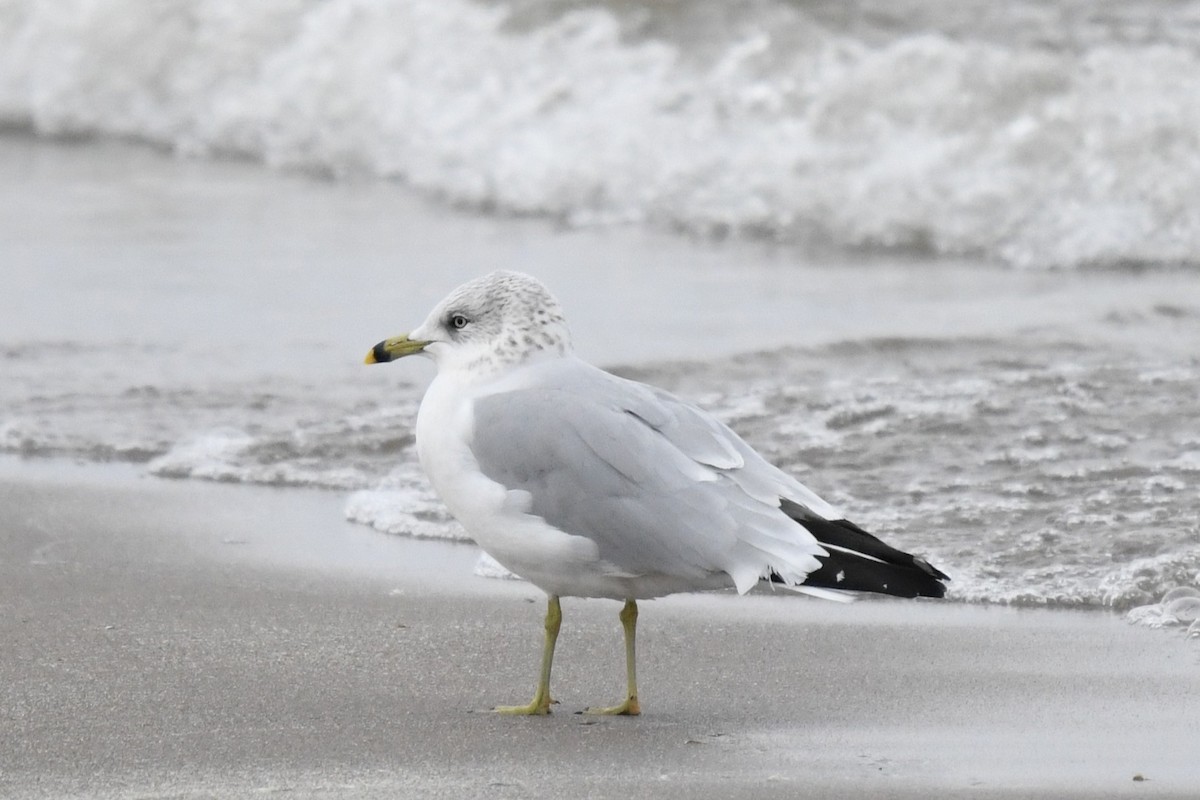 Ring-billed Gull - ML646528413