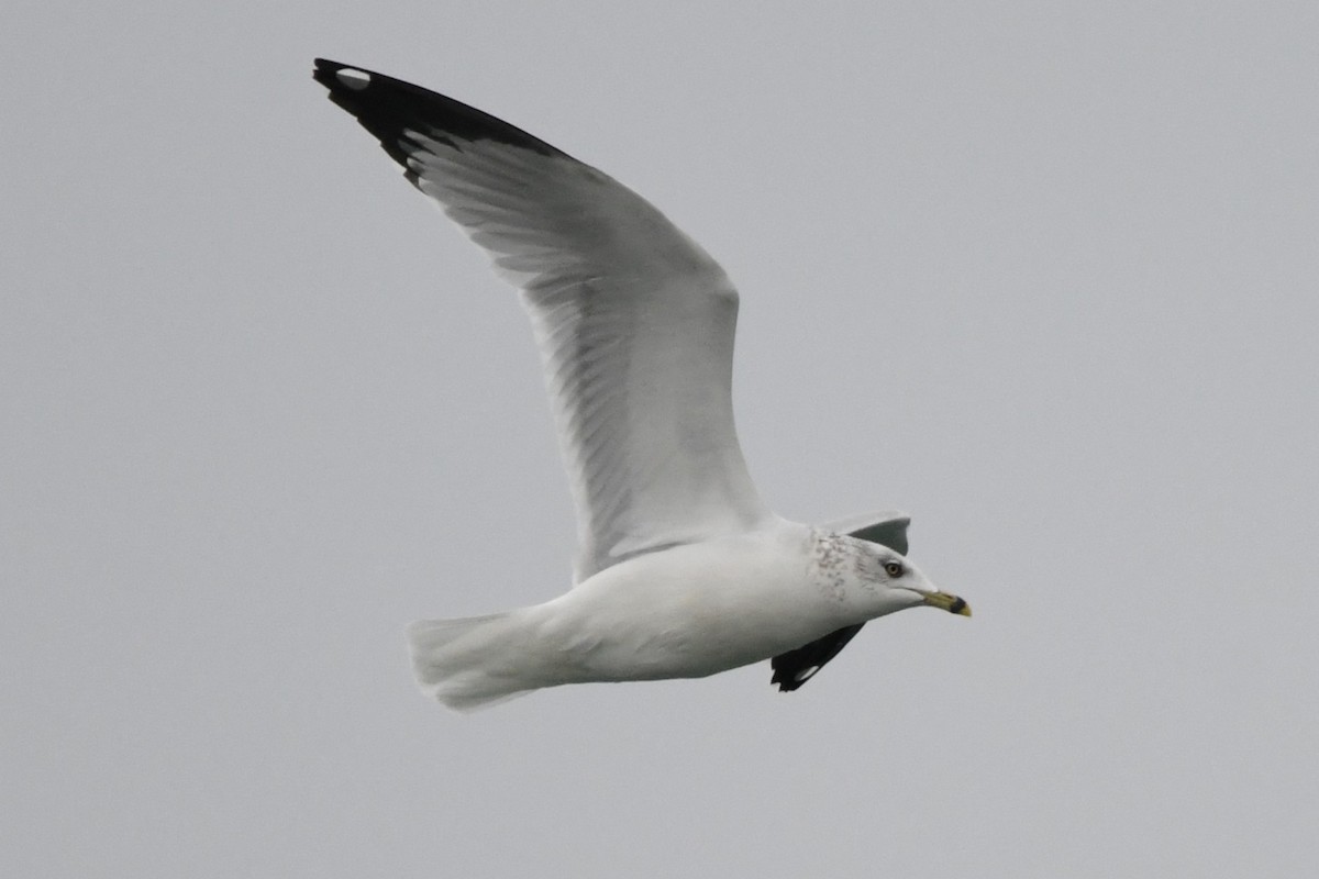Ring-billed Gull - ML646528414