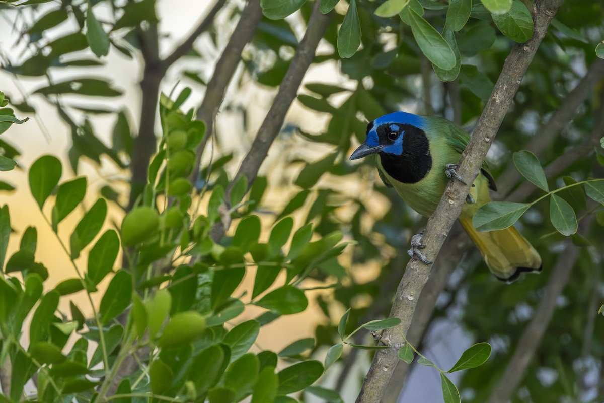 Green Jay - ML646528415