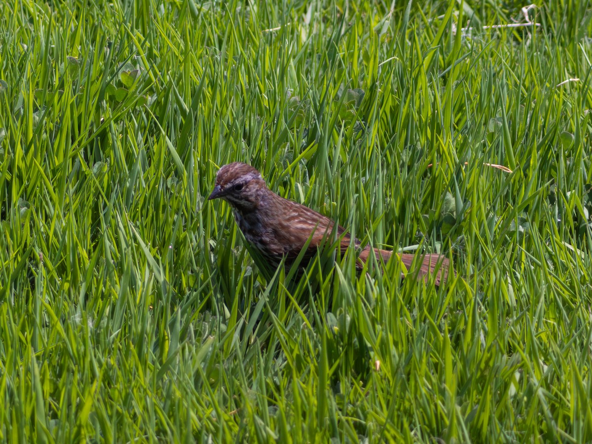 Song Sparrow - ML646528418