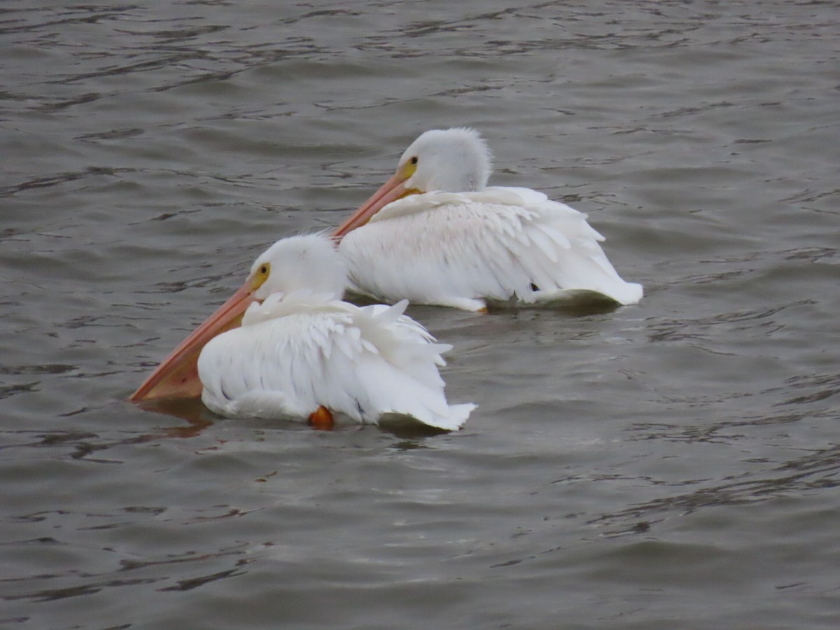 American White Pelican - ML646528421