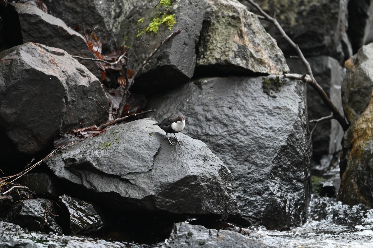 Mirlo Acuático Europeo - ML646528422