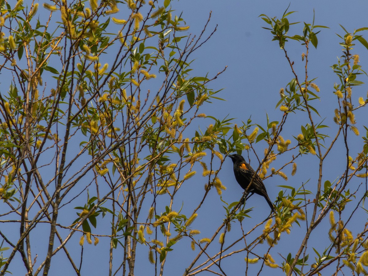 Red-winged Blackbird - ML646528423