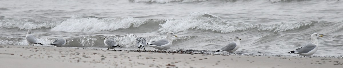 American Herring Gull - ML646528426