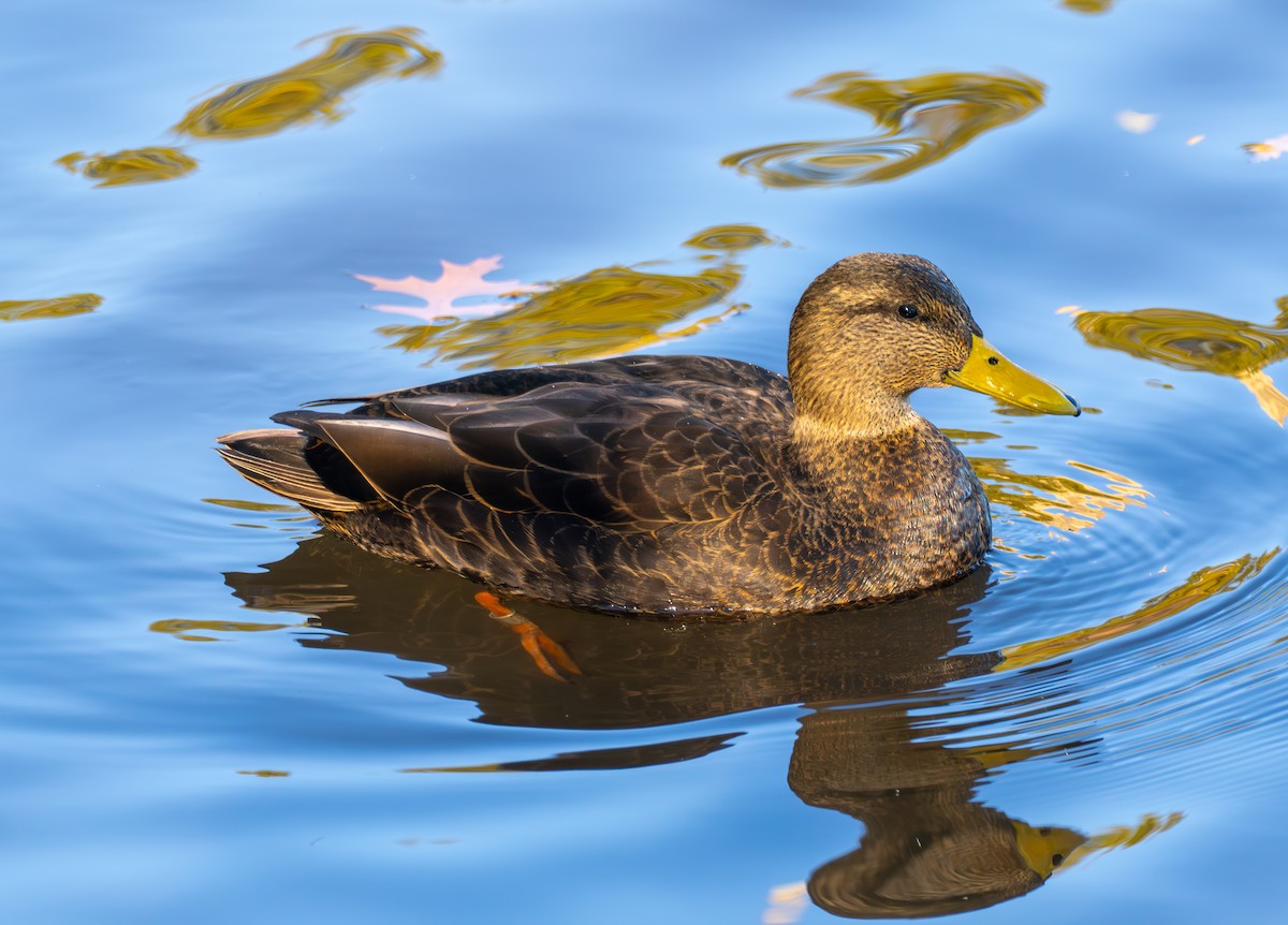 Ahate iluna - ML646528427