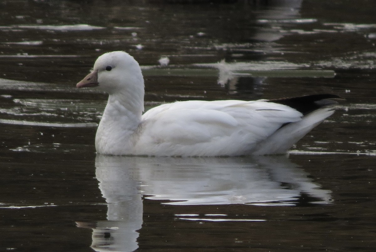 Ross's Goose - ML646528428