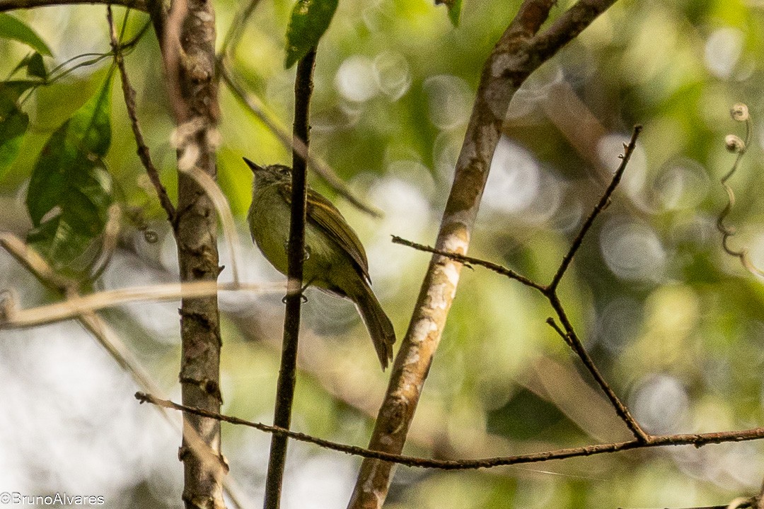 Sepia-capped Flycatcher - ML646528430