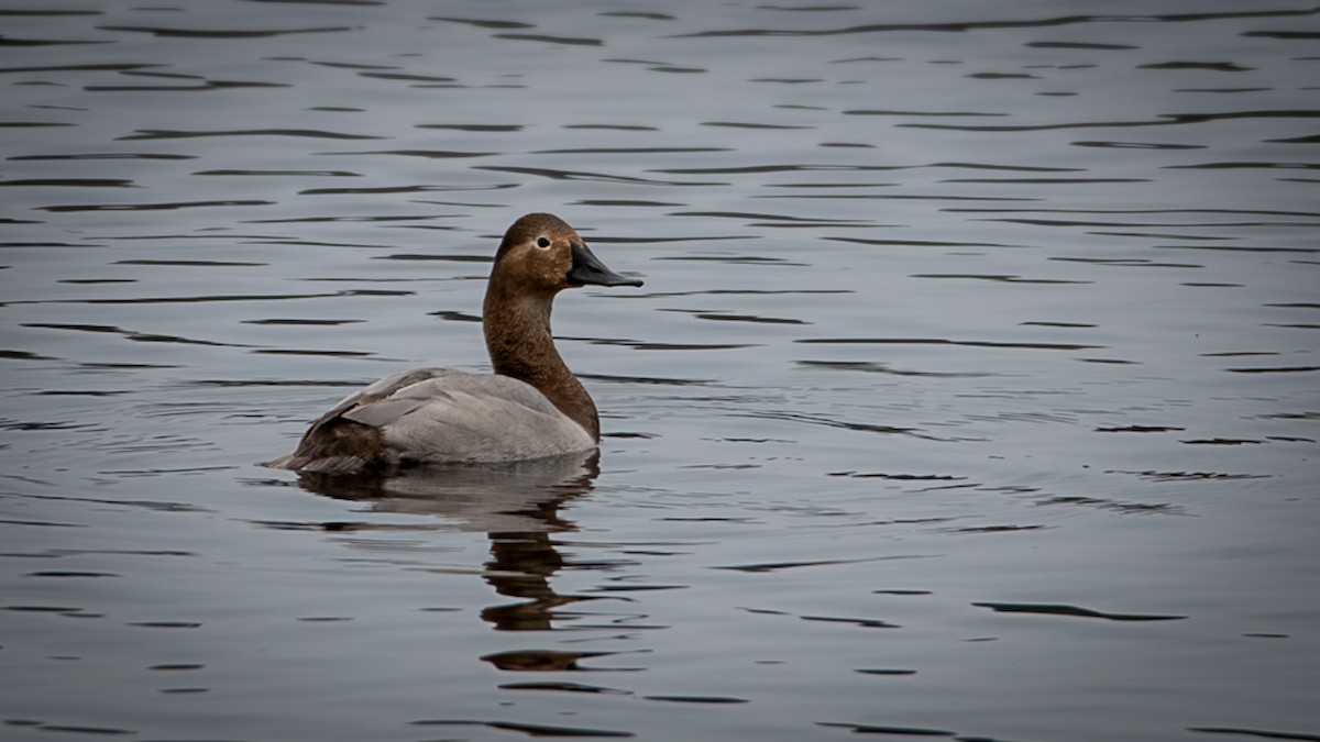 Canvasback - ML646528431