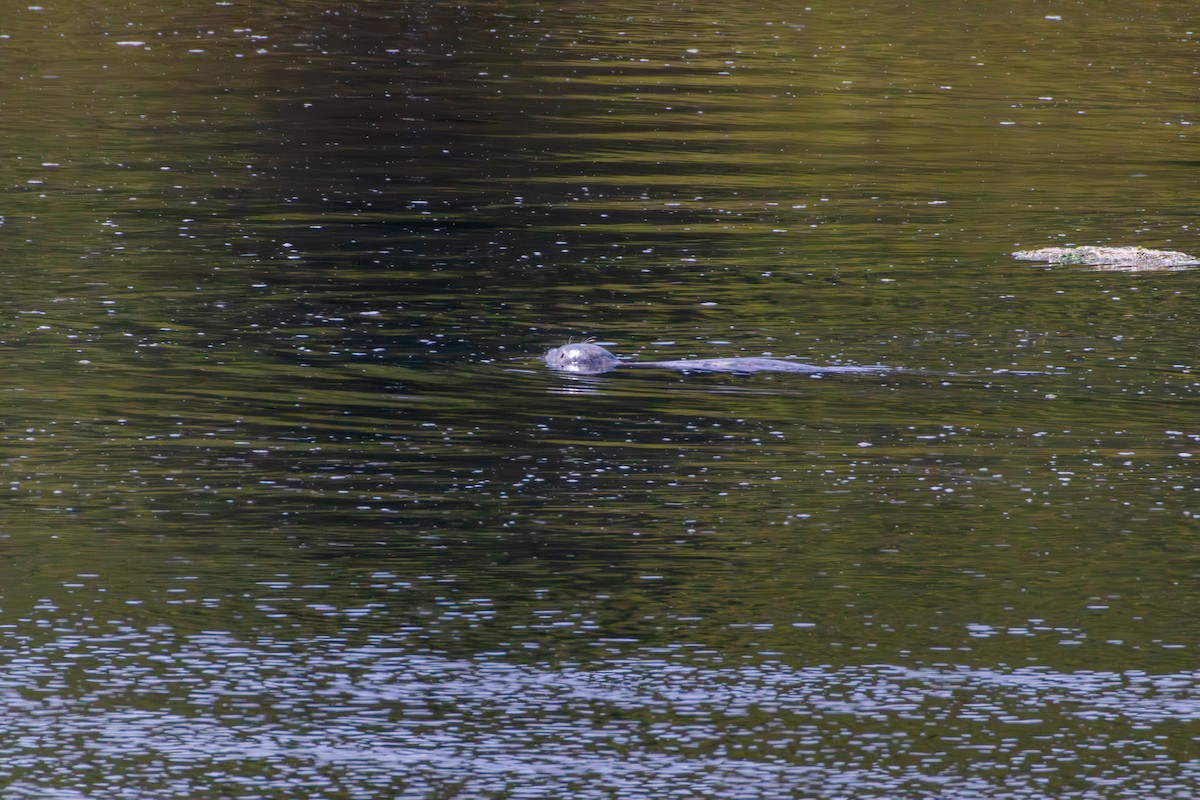 Pacific Harbor Seal - ML646528433