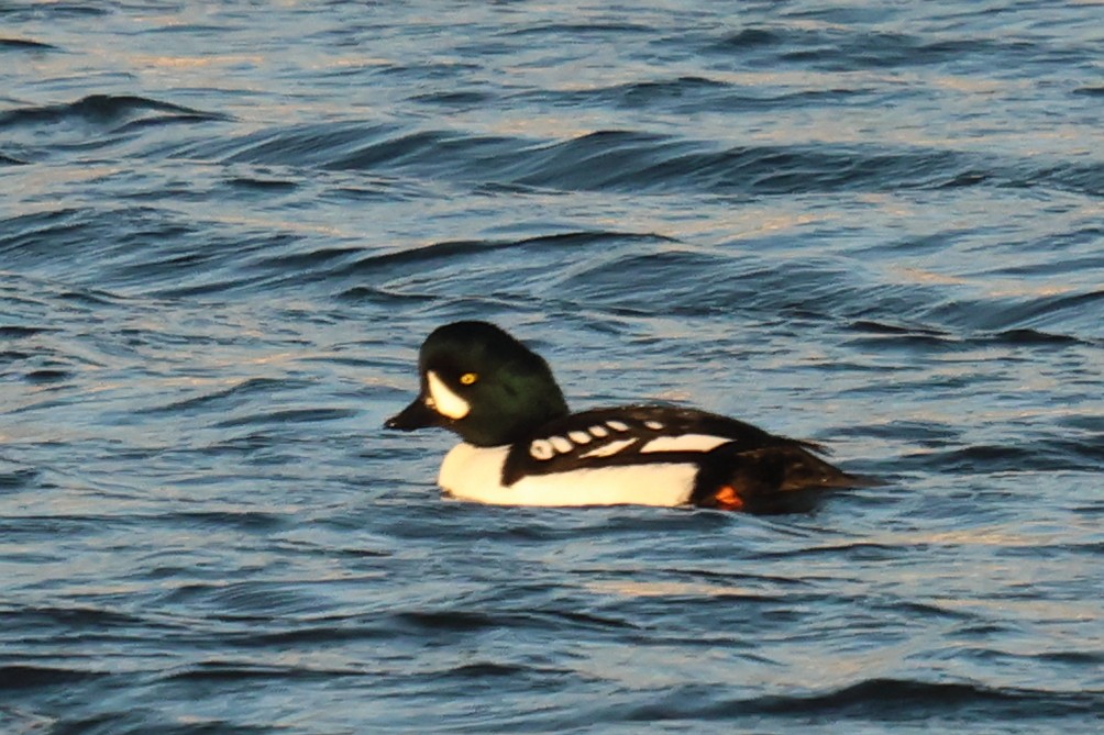 Barrow's Goldeneye - ML646528437