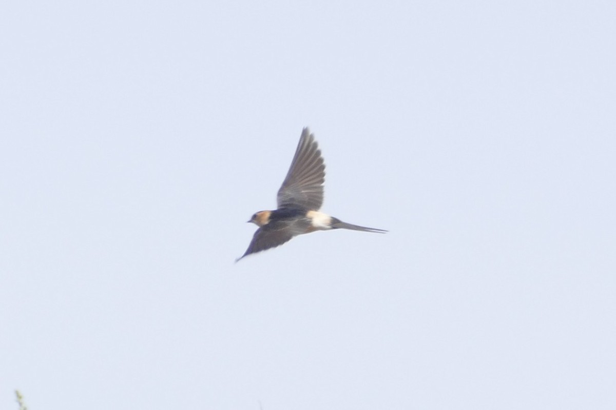 European Red-rumped Swallow - ML646528440