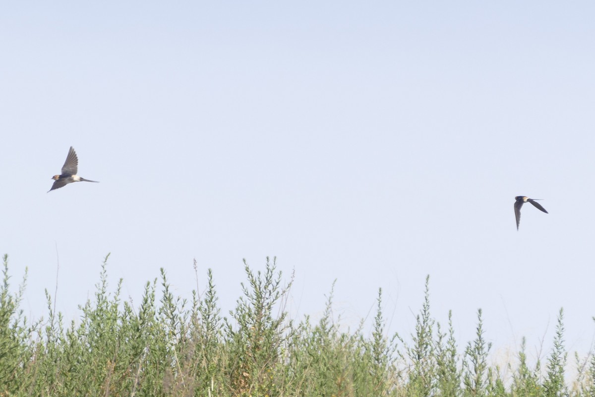 European Red-rumped Swallow - ML646528441