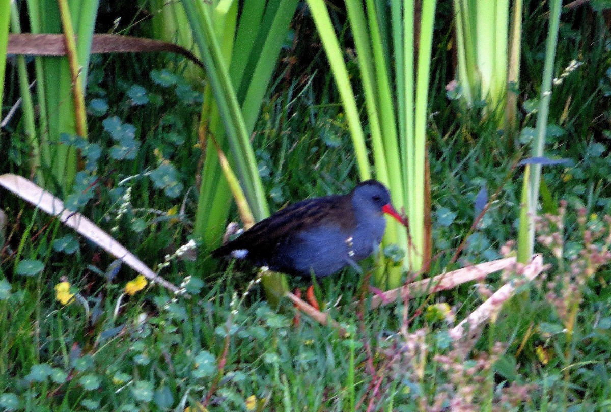 ナンベイクイナ - ML646528444