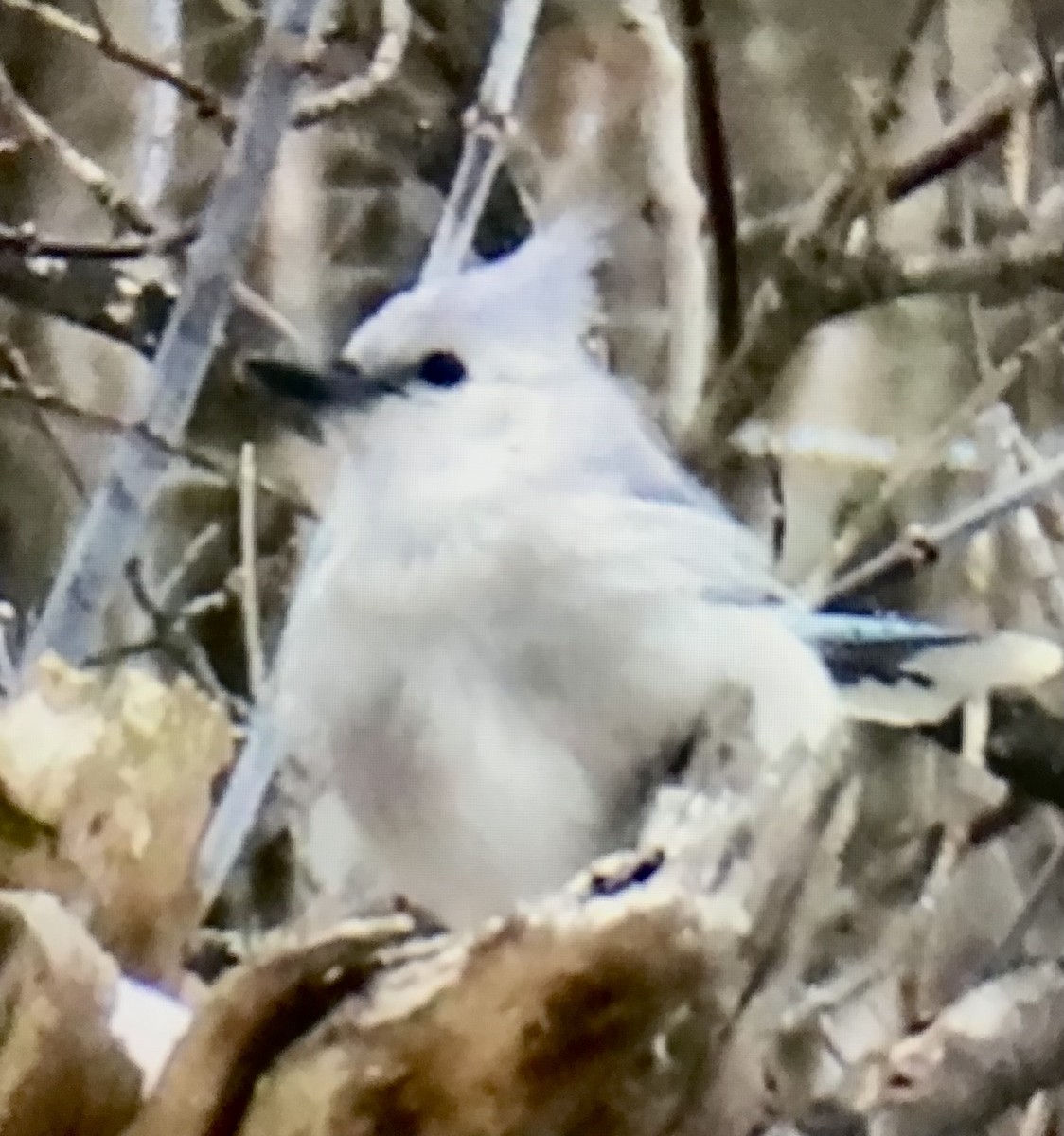 アオカケス - ML646528445