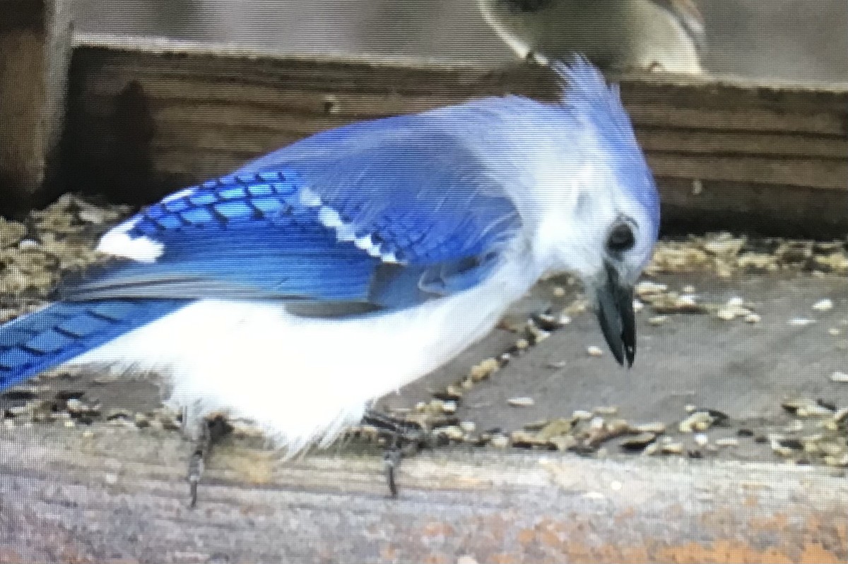 アオカケス - ML646528446