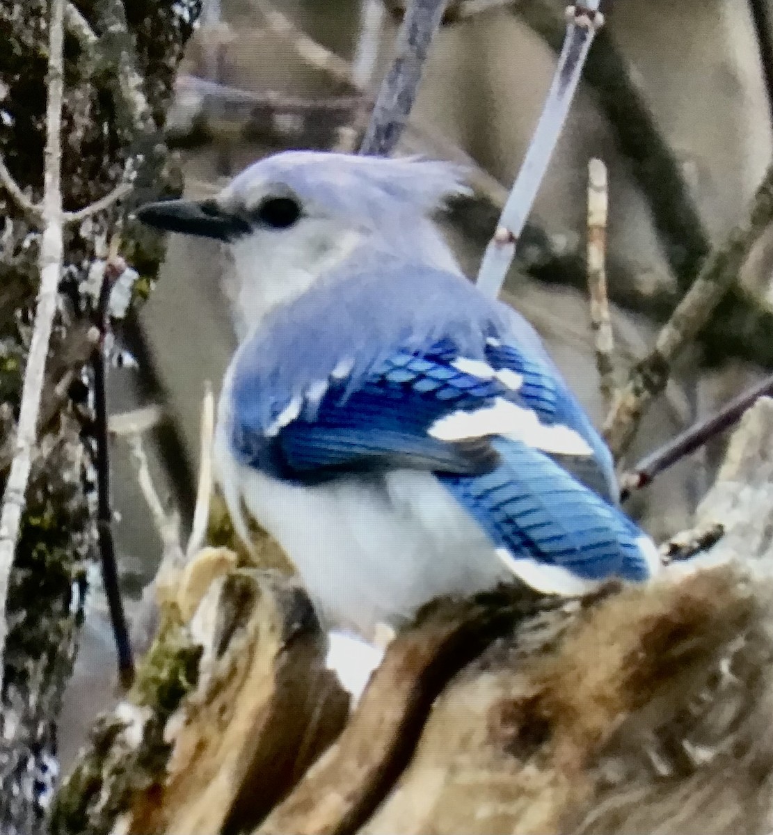 アオカケス - ML646528447