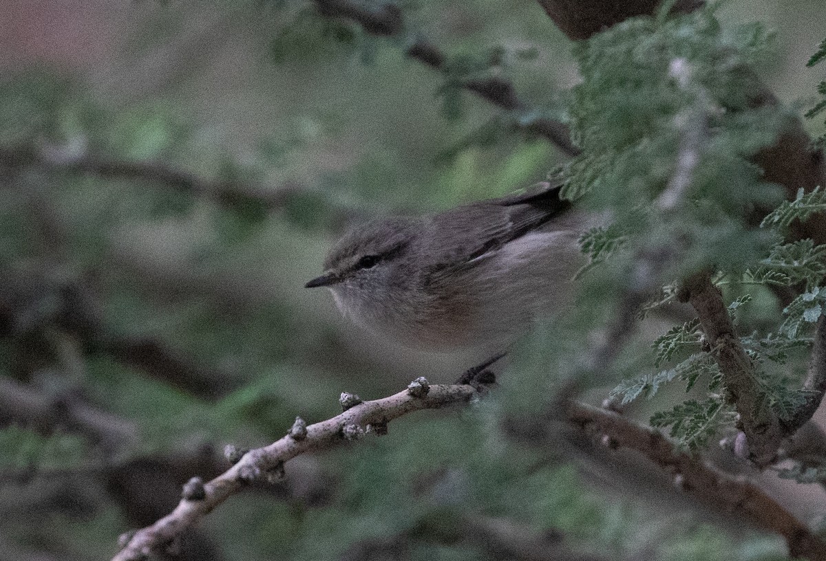 Plain Leaf Warbler - ML646528448