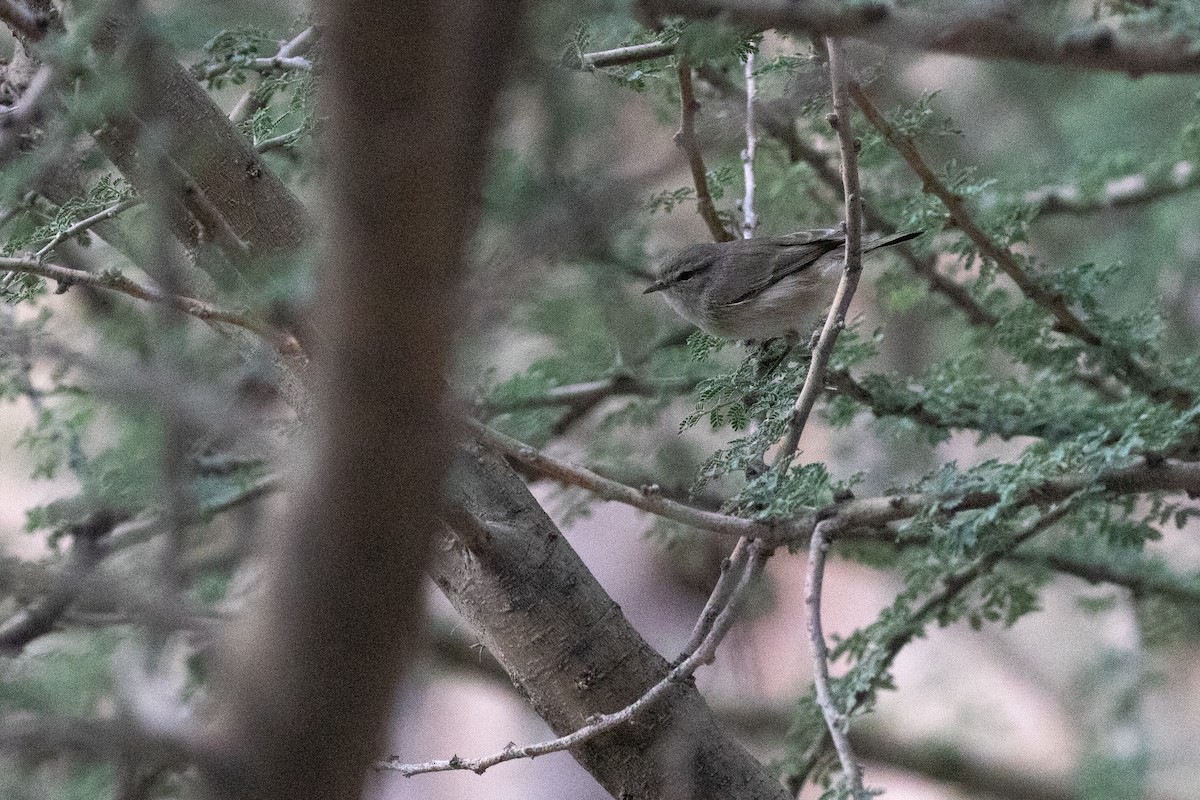 Plain Leaf Warbler - ML646528449