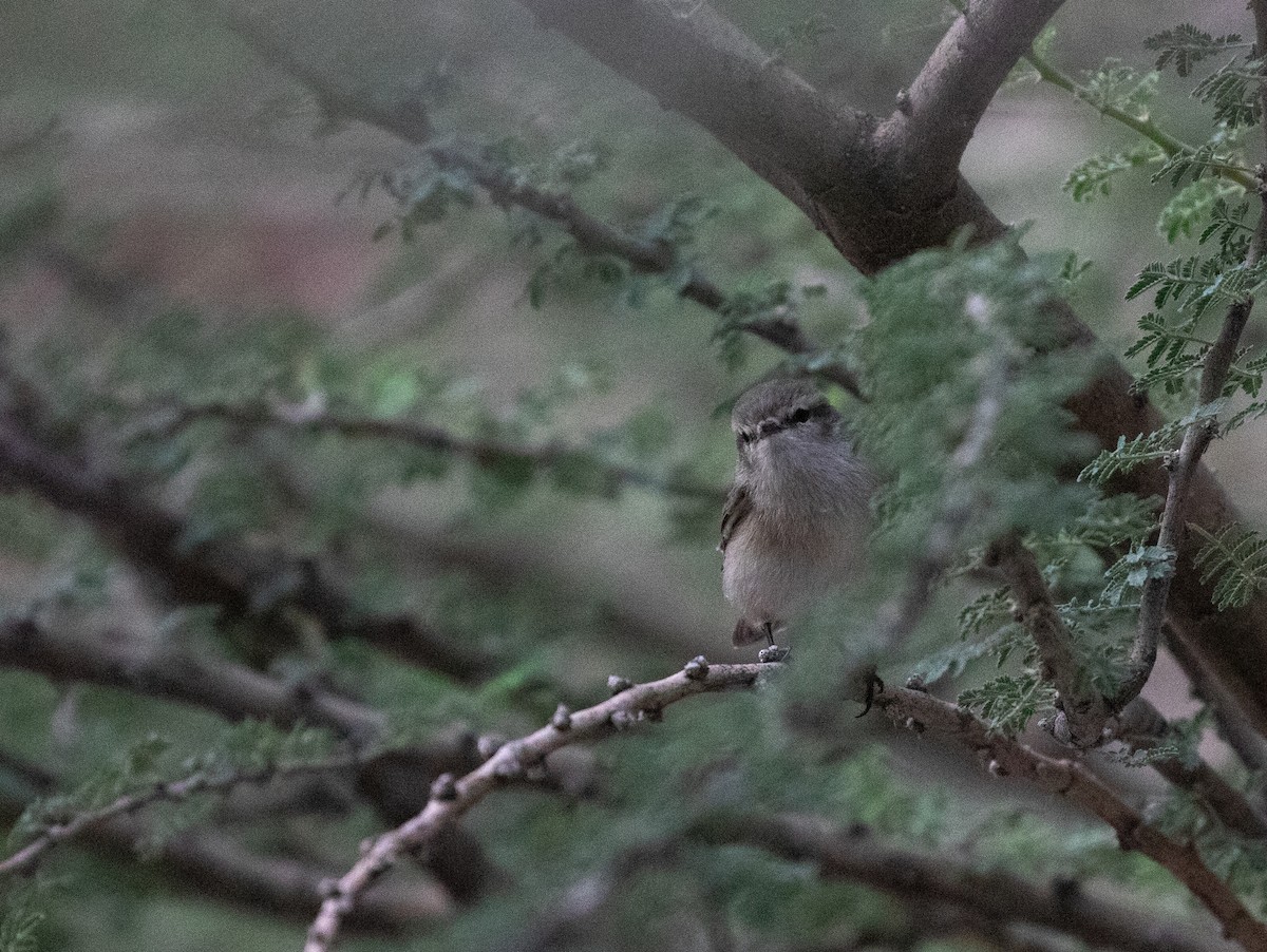 Plain Leaf Warbler - ML646528450