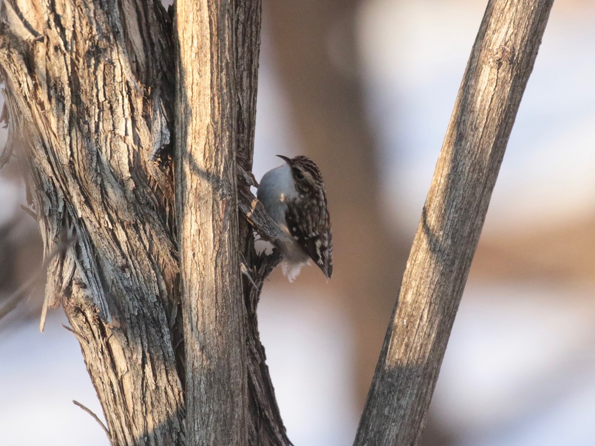 Agateador Americano - ML646528451