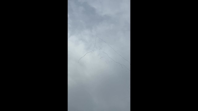 Snow Goose - ML646528452